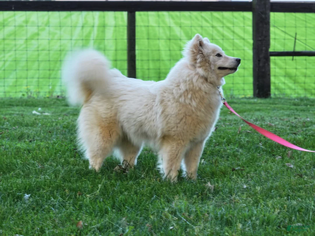 Pomsky dogs for sale: Miss Muffet - Ad 2