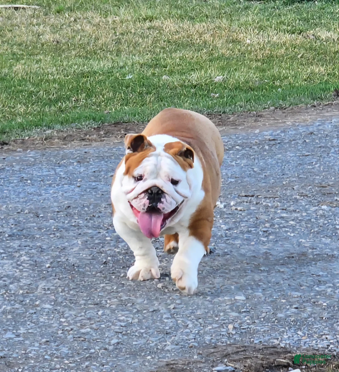 English Bulldog dogs for sale: Checkers - Ad 7