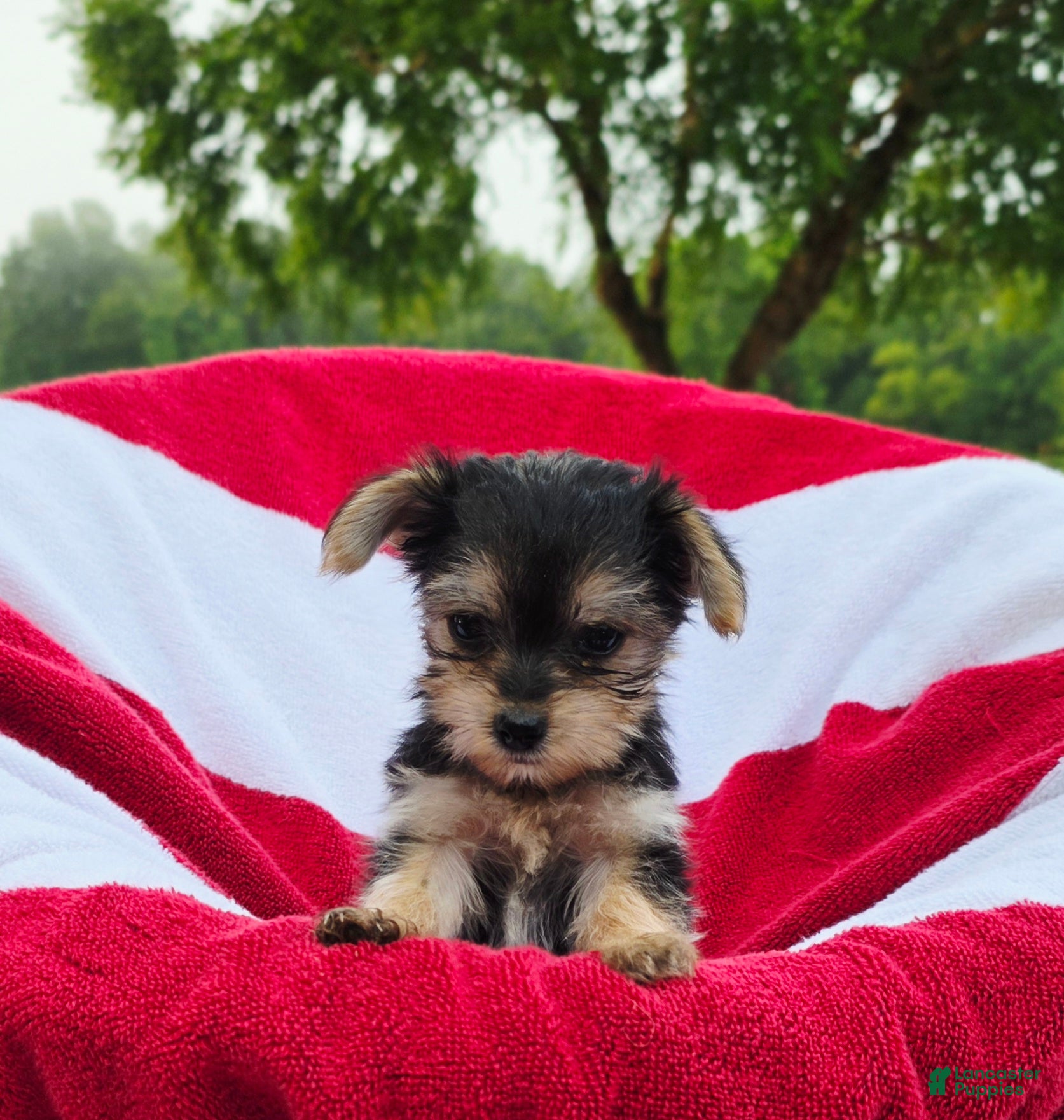 Yorkshire Terrier dogs Daisy - Ad 1