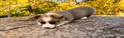 Welsh Corgi Pembroke dogs for sale: Teddy - Ad 8