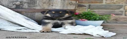 German Shepherd dogs for sale: Todd - Ad 5
