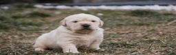 Golden Retriever dogs for sale: Riggs - Ad 12