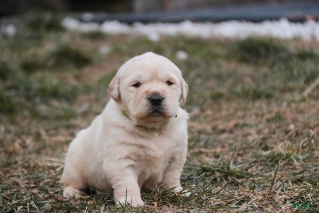 Golden Retriever dogs for sale: Riggs - Ad 12