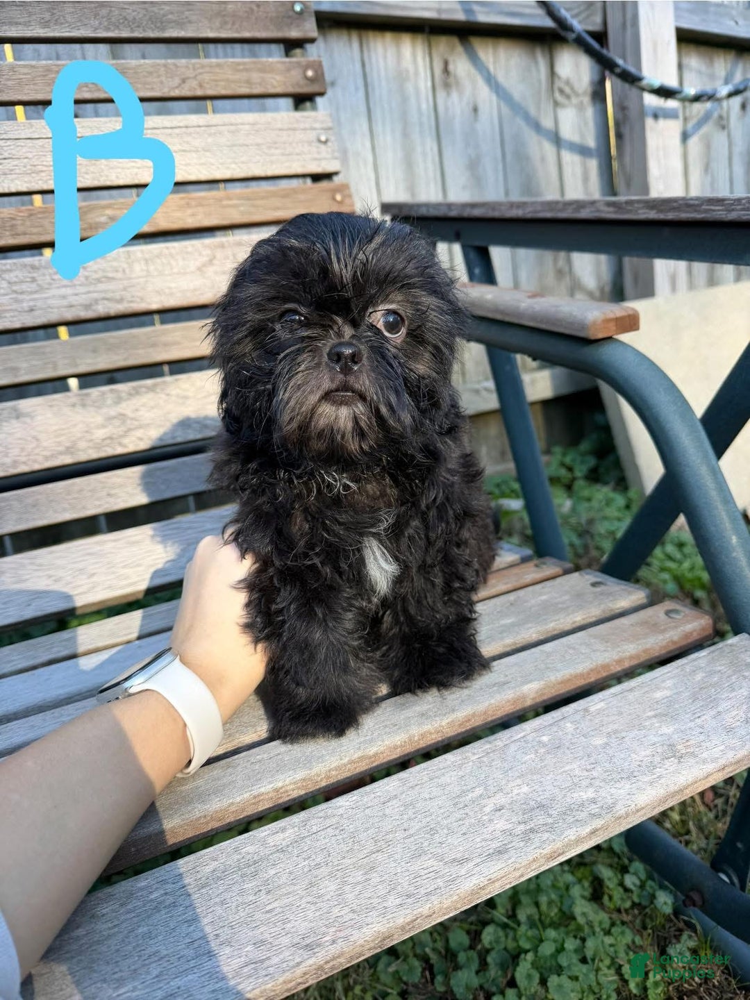 Shih Tzu dogs for sale: Shihtzu - Ad 7