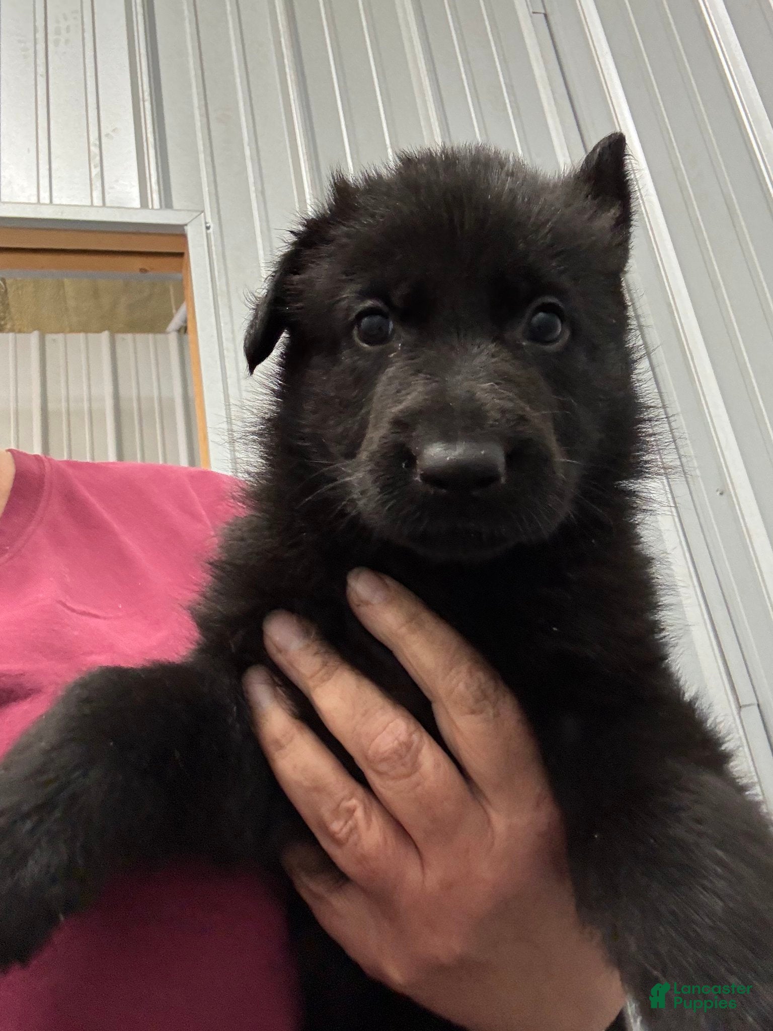 German Shepherd dogs Poppy Vom Top Gun - Ad 14