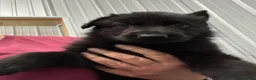 German Shepherd dogs for sale: Poppy Vom Top Gun - Ad 1