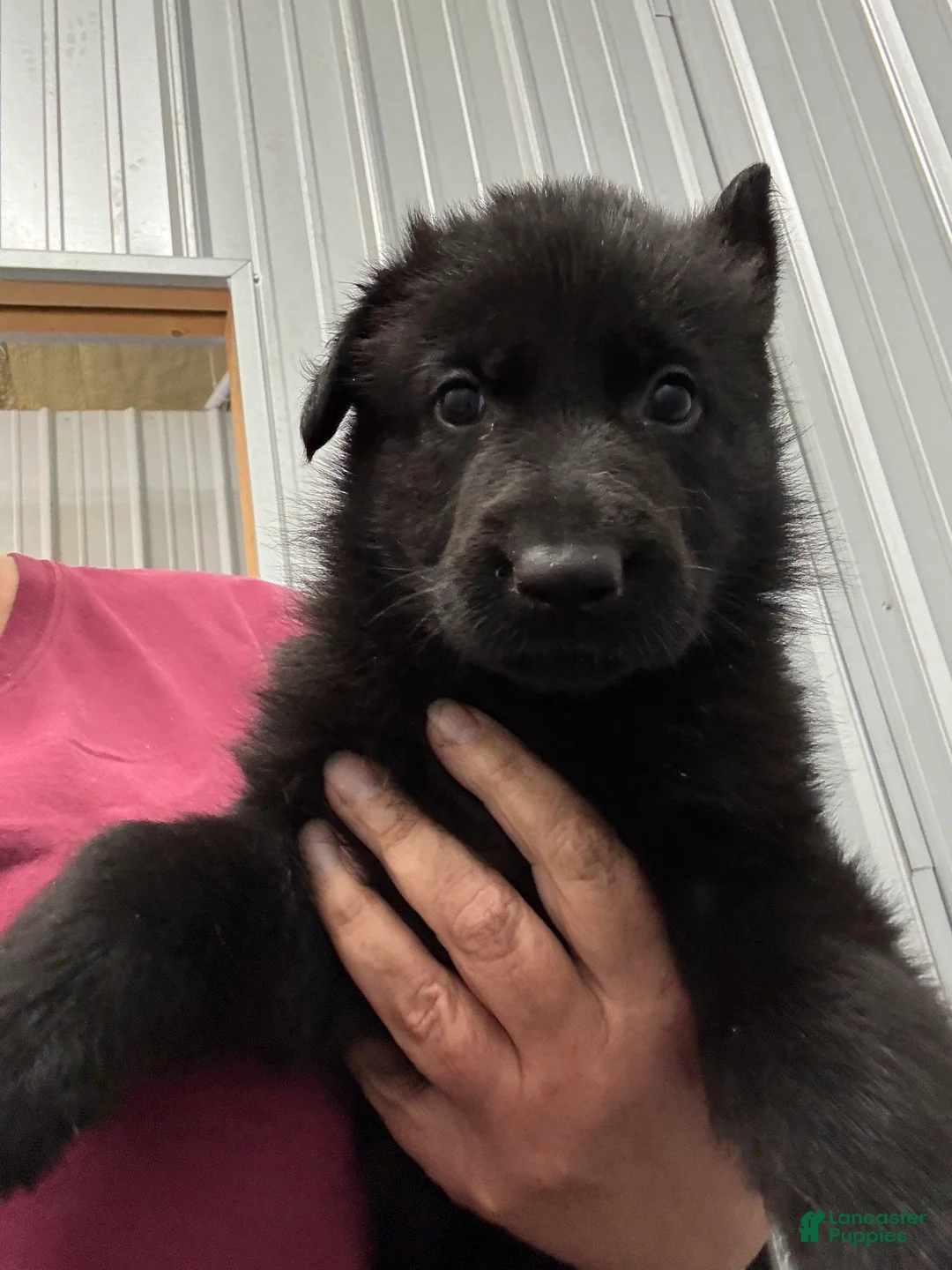 German Shepherd dogs for sale: Poppy Vom Top Gun - Ad 1