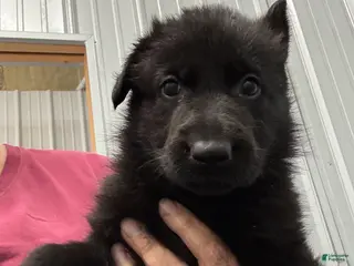 German Shepherd dogs Poppy Vom Top Gun - Ad 14