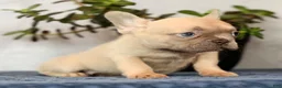 French Bulldog dogs for sale: Willow - Ad 8