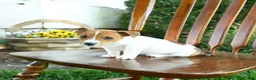 Mixed Breed dogs for sale: Justin - Ad 3