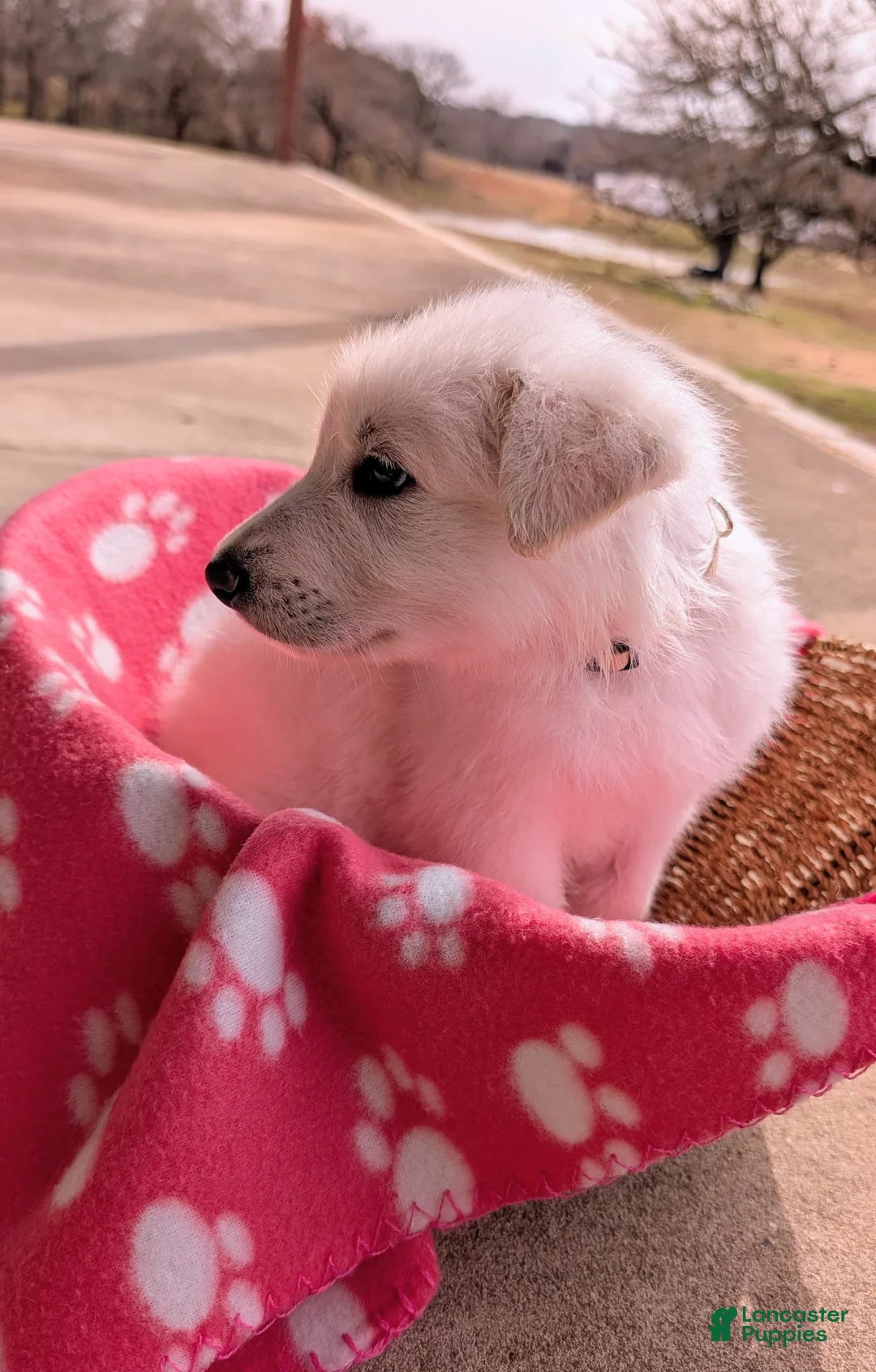 German Shepherd dogs for sale: Blanc - Ad 2