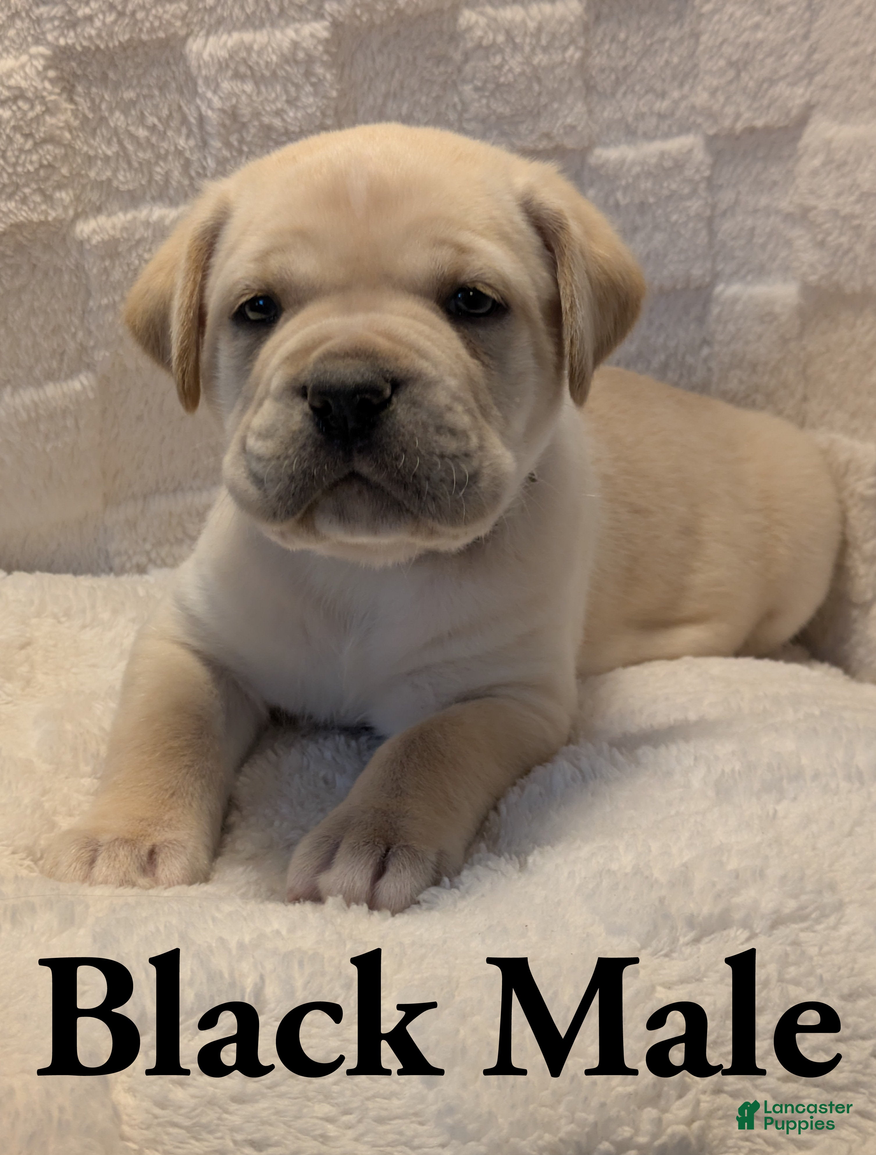 Cane Corso dogs Black  - Ad 8