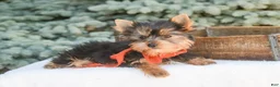 Yorkshire Terrier dogs for sale: Cheyenne - Ad 5