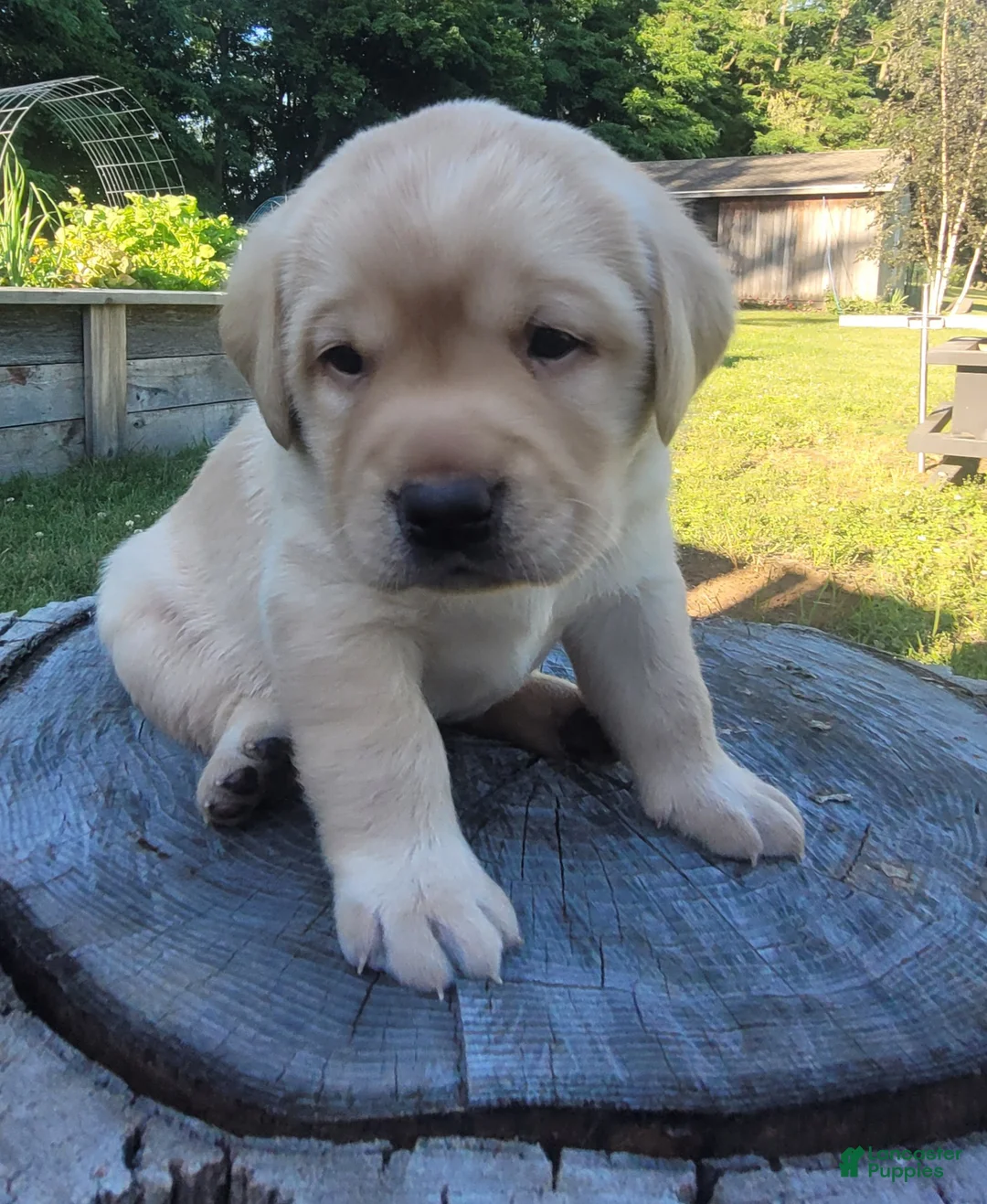 Labrador Retriever dogs for sale: Legend  - Ad 1