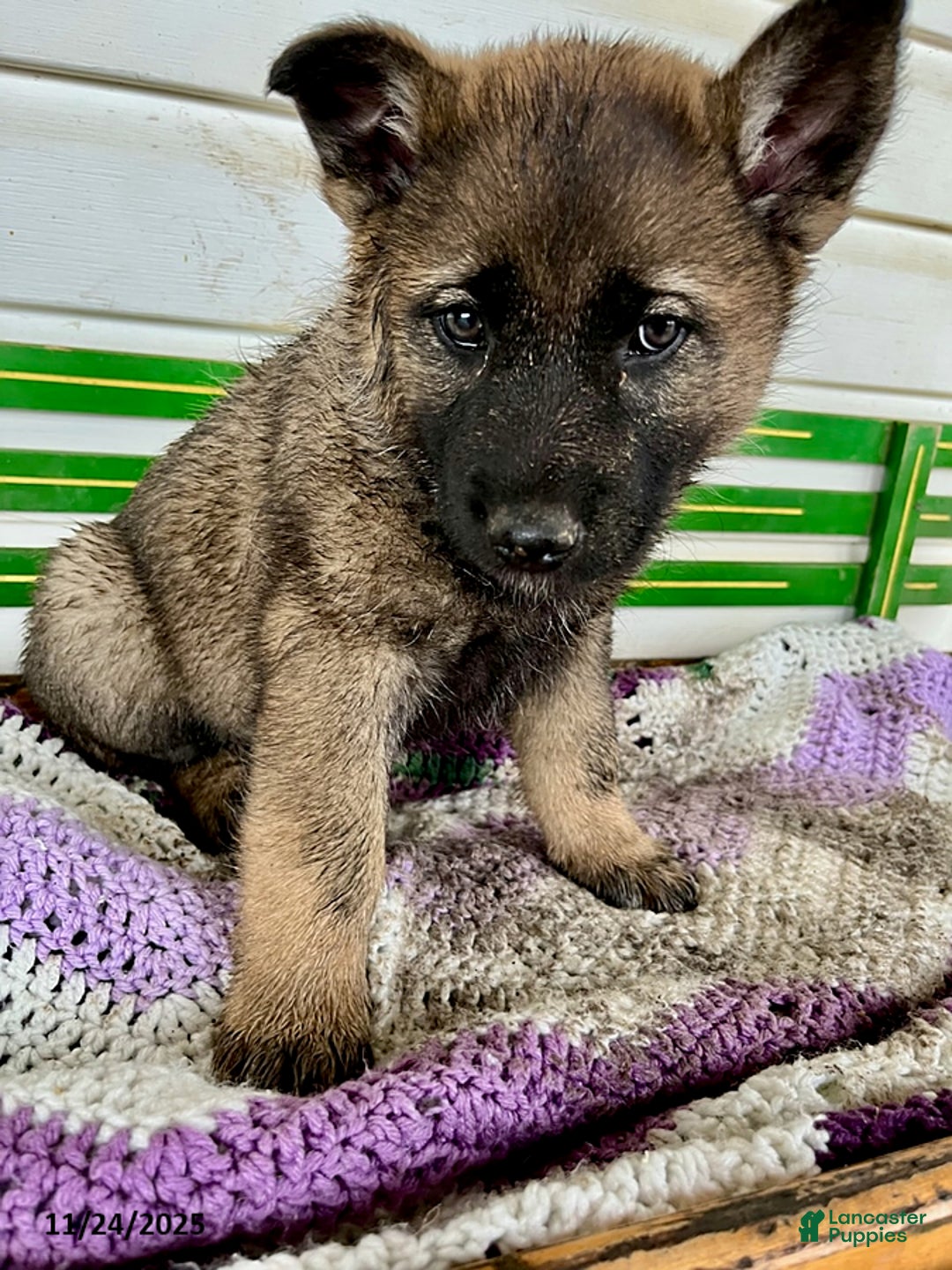 Mixed Breed dogs for sale: Bandit - Ad 1