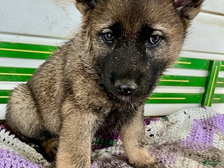 Mixed Breed dogs Bandit - Ad 11