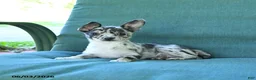 Chihuahua dogs for sale: Pebbles - Ad 3