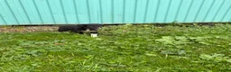Border Collie dogs for sale: Jen Border Collie  - Ad 2