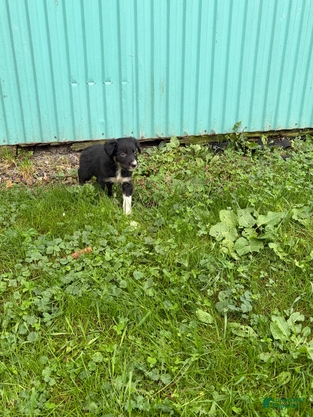 Border Collie dogs for sale: Jen Border Collie  - Ad 2