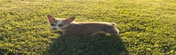 Welsh Corgi Pembroke dogs for sale: Mable - Ad 18