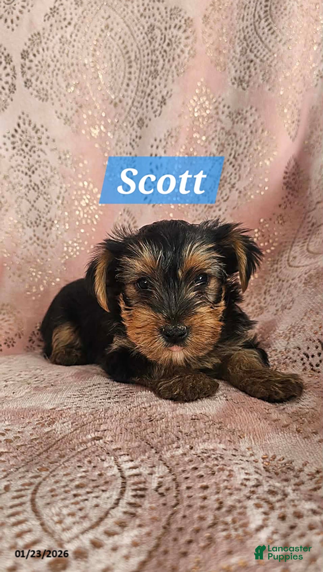 Yorkshire Terrier dogs for sale: Scott - Ad 4