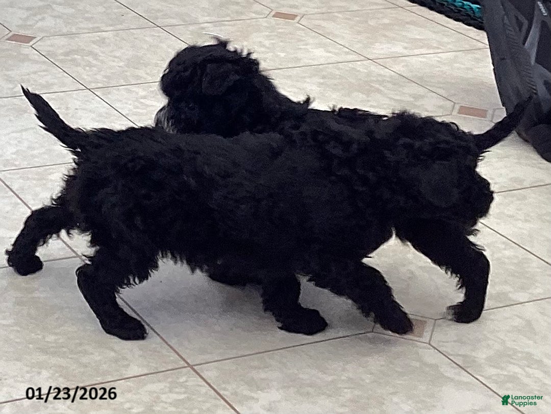 Toy Poodle dogs for sale: Rocky - Ad 4