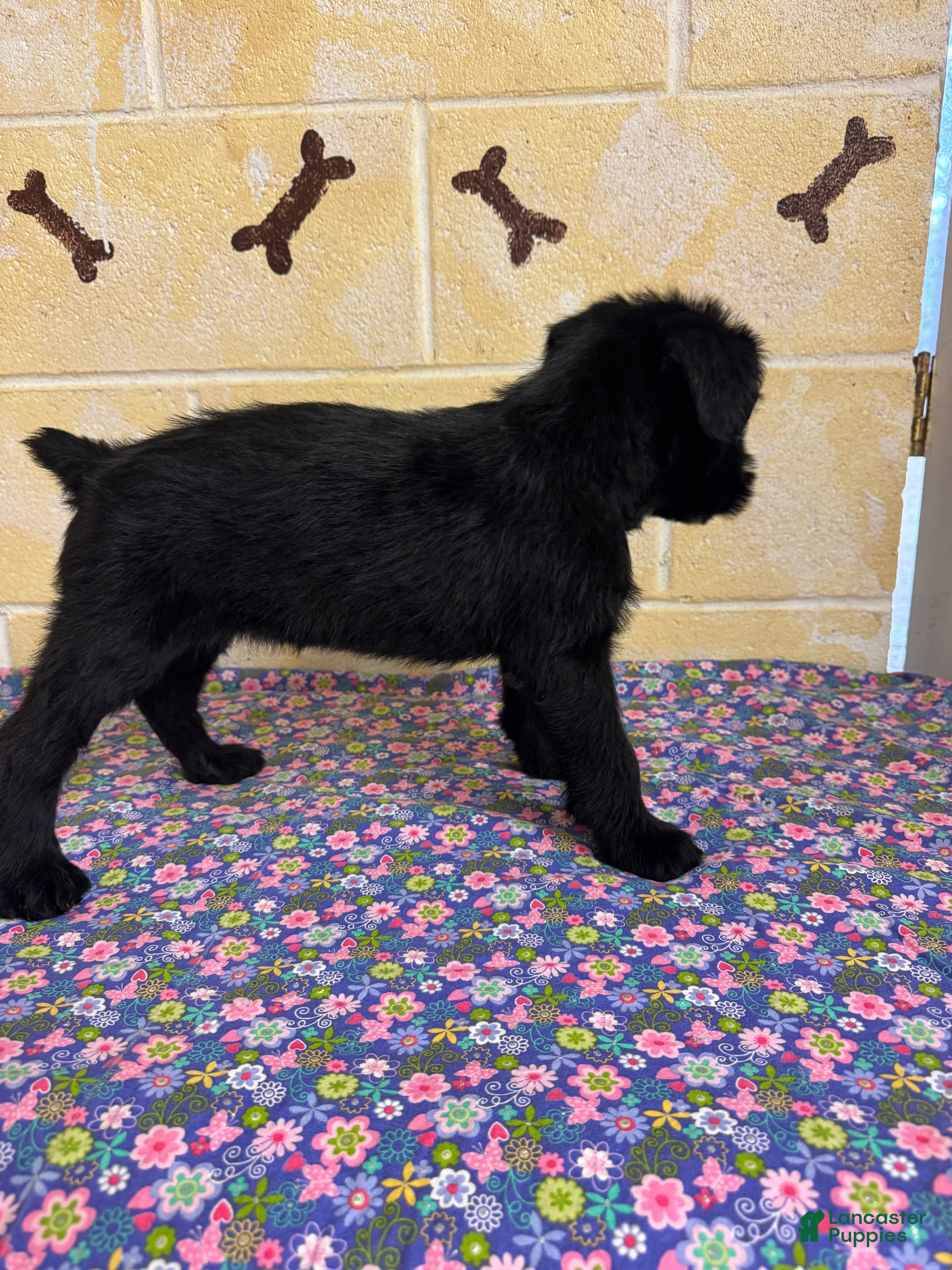Giant Schnauzer dogs Luna - Ad 3