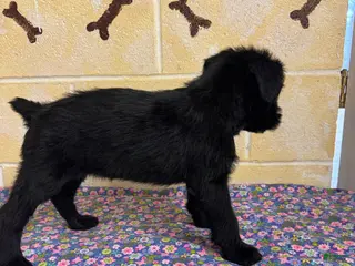 Giant Schnauzer dogs Luna - Ad 3