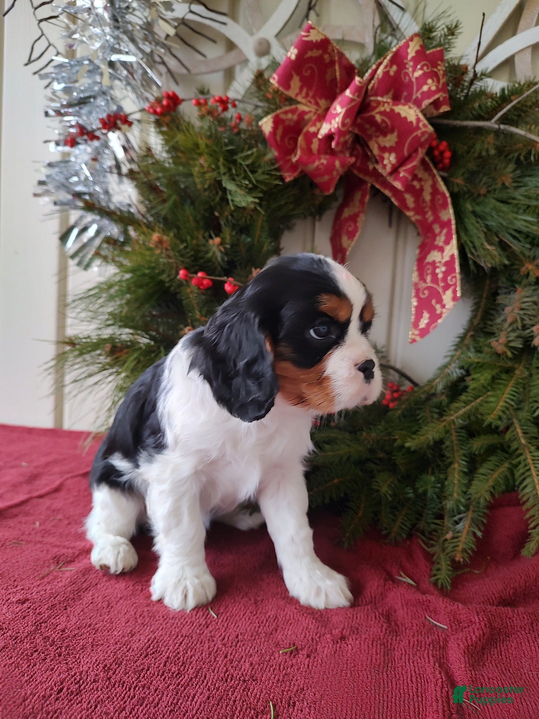 Cavalier King Charles Spaniel dogs for sale: Lance - Ad 2