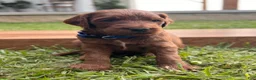 Irish Doodle dogs for sale: Douglas  - Ad 8