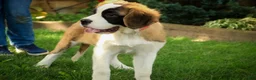 Saint Bernard dogs for sale: Wendeline Saint Bernard  - Ad 5