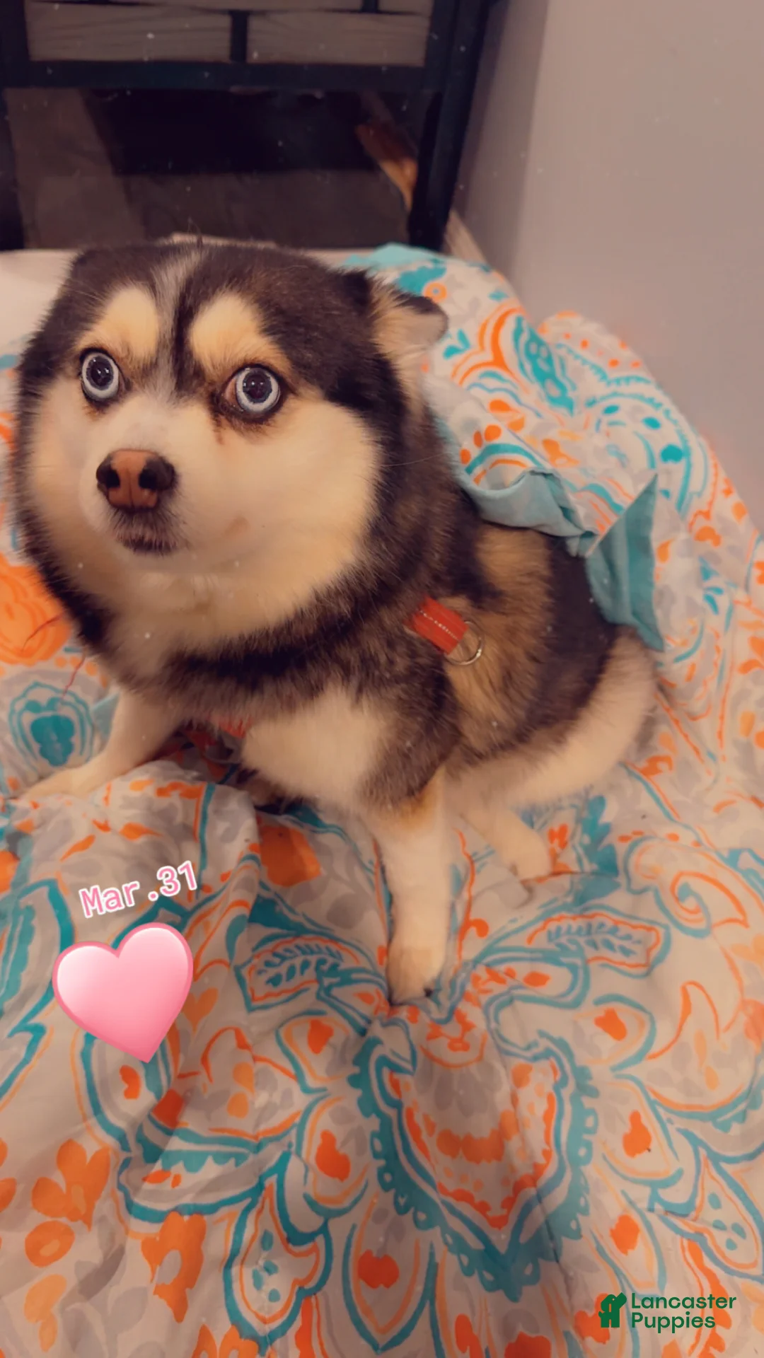 Mixed Breed dogs for sale: Twin - Ad 13