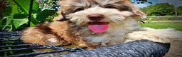 Havapoo dogs for sale: Domino - Ad 2