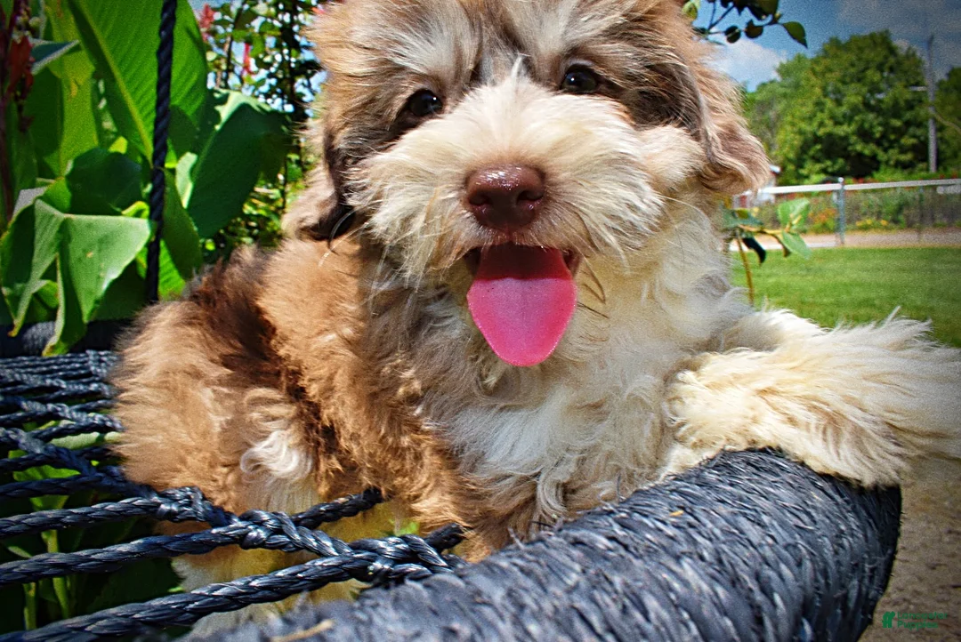 Havapoo dogs for sale: Domino - Ad 2