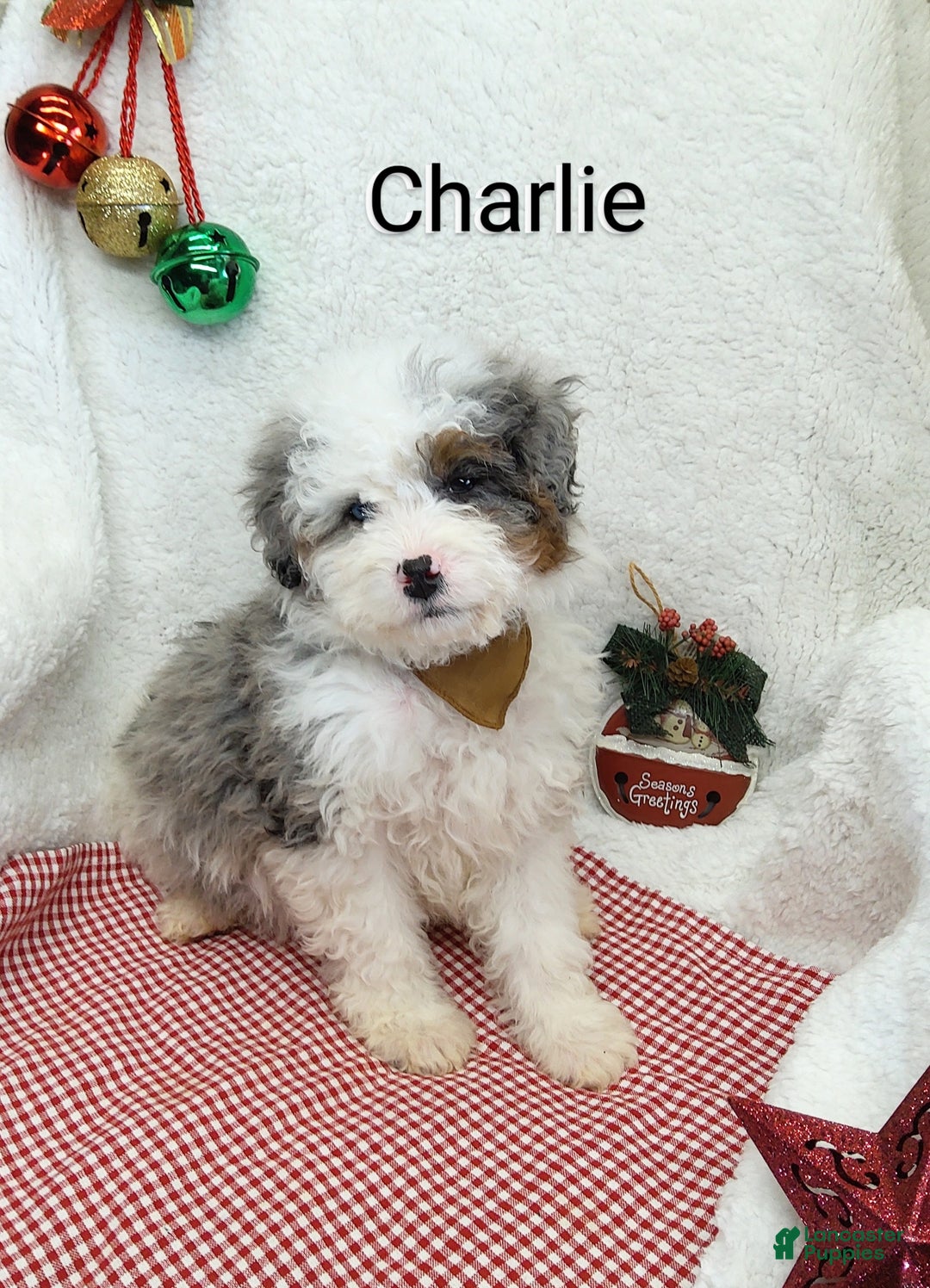 Mini Bernedoodle dogs for sale: Charlie - Ad 10