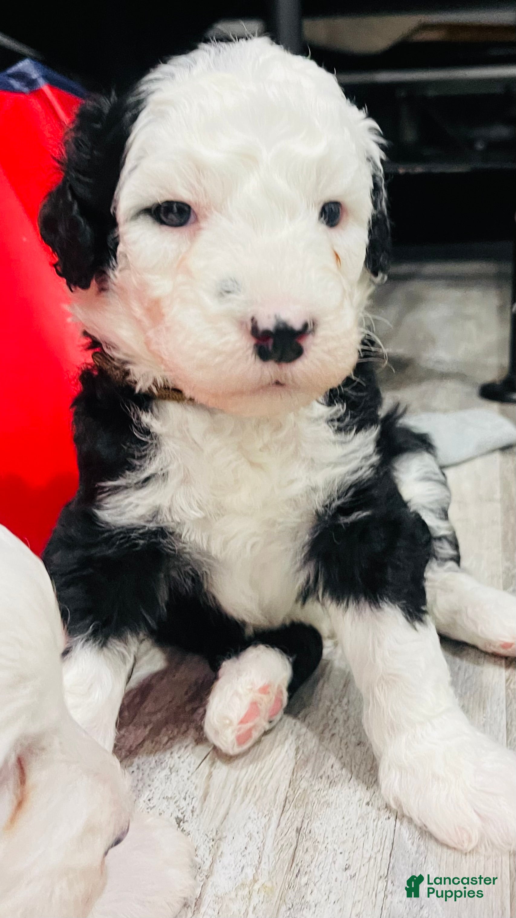 Sheepadoodle dogs Billy  - Ad 16