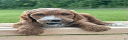 Irish Doodle dogs for sale: Tucker - Ad 15