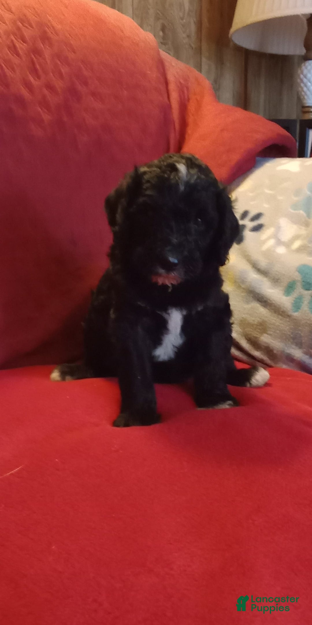 Gallery Image {{count}}