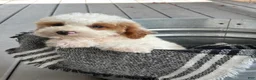 Mini Bernedoodle dogs for sale: Brook - Ad 2