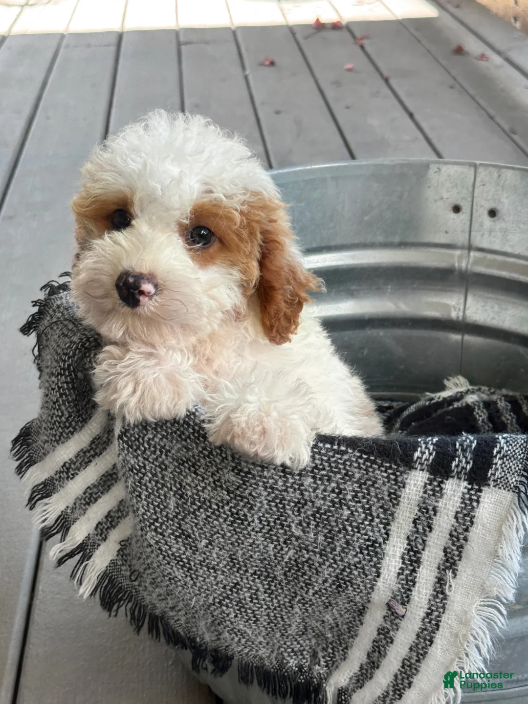 Mini Bernedoodle dogs for sale: Brook - Ad 2
