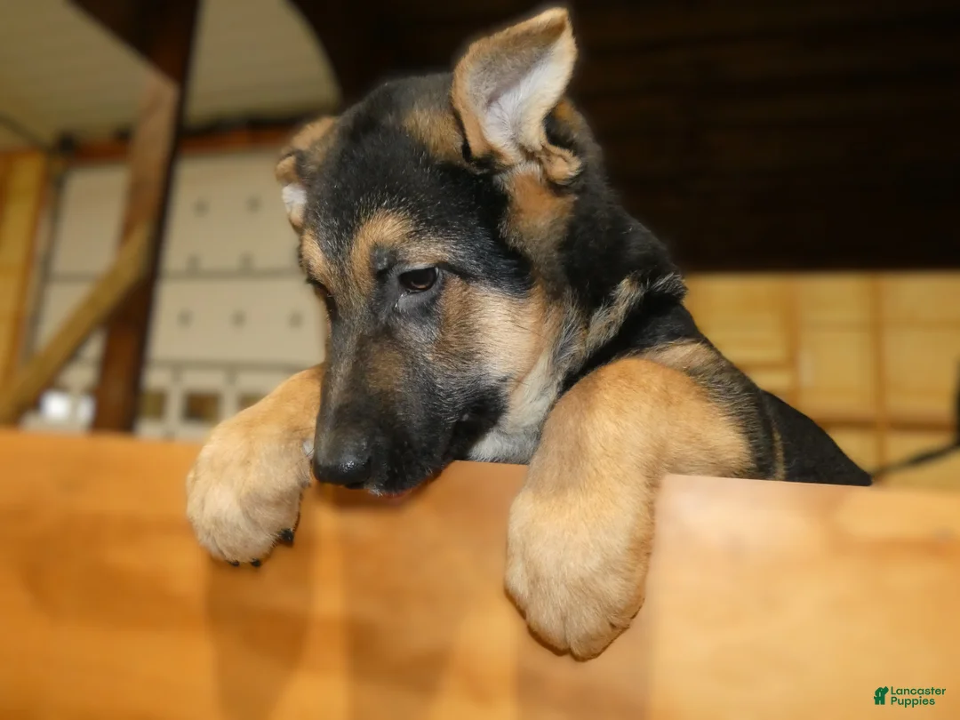 German Shepherd dogs for sale: German Shepherd Puppy 8 Maverick - Ad 2