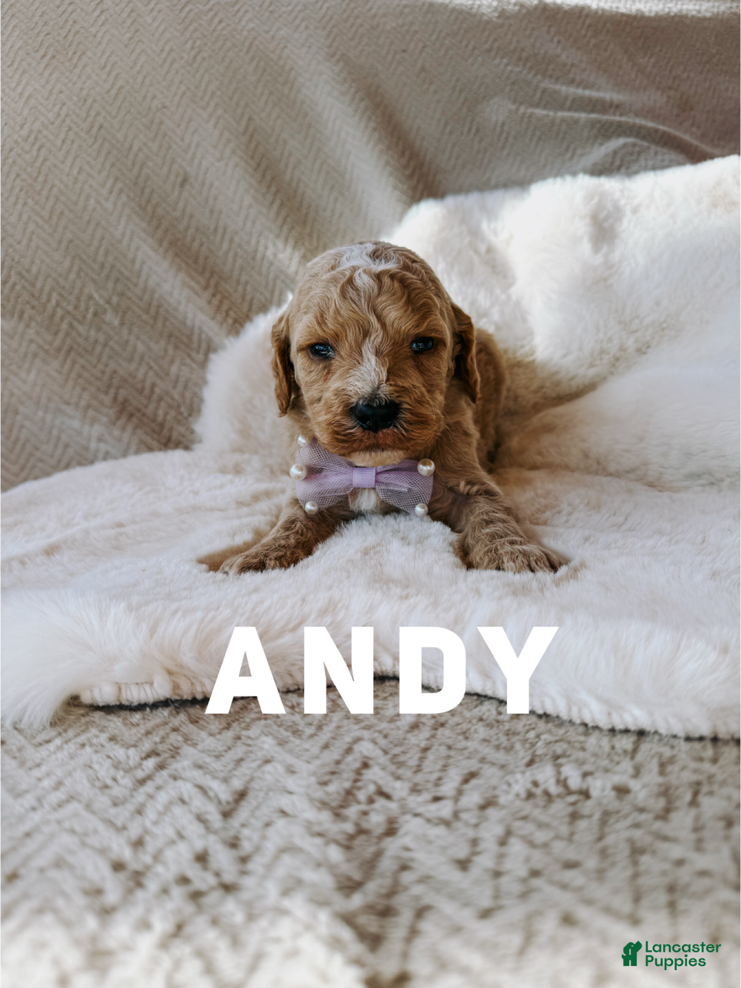 Goldendoodle dogs for sale: Andy - Ad 1