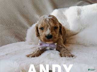 Goldendoodle dogs Andy - Ad 38
