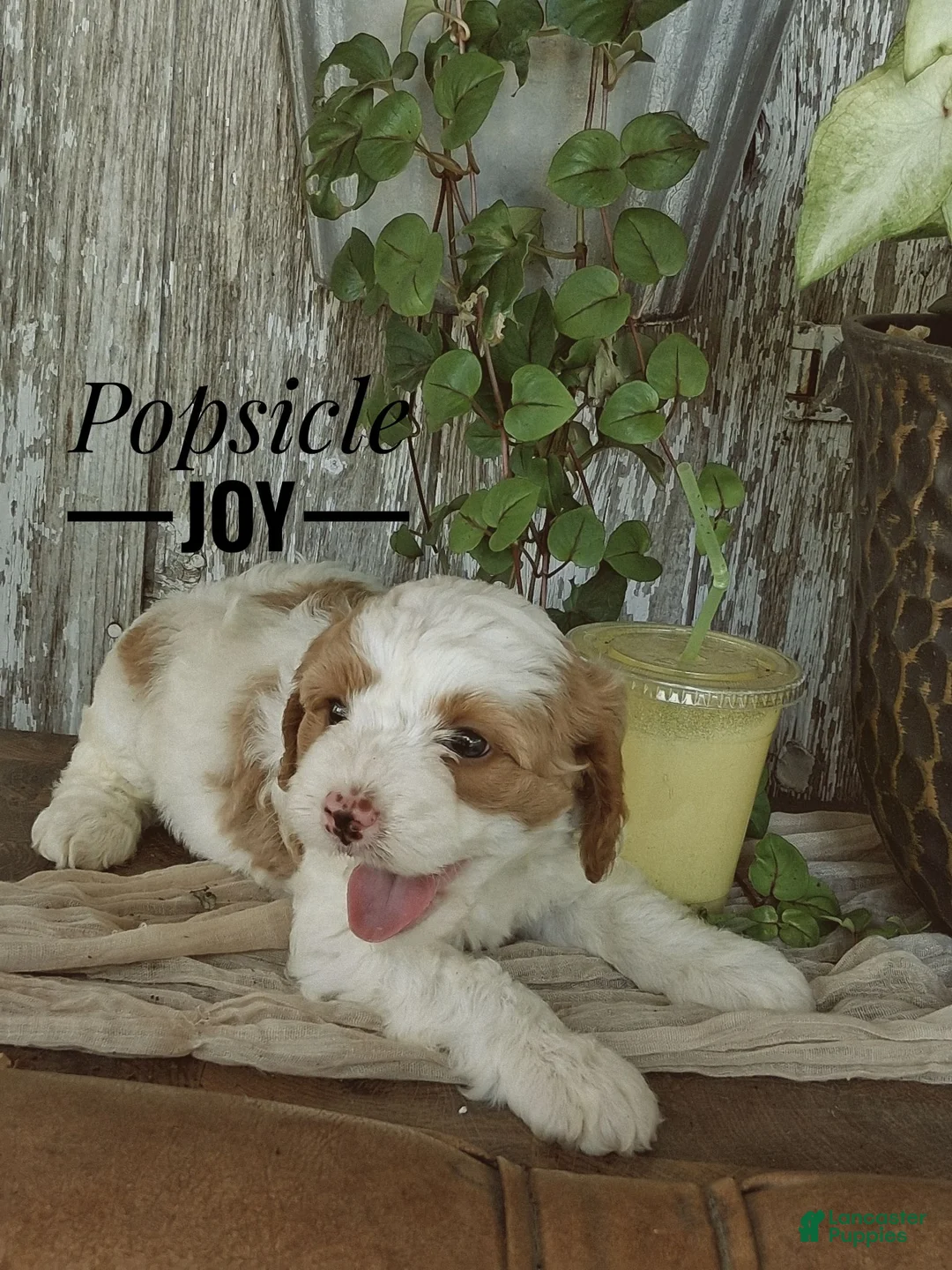Cavapoo dogs for sale: Popsicle joy - Ad 1