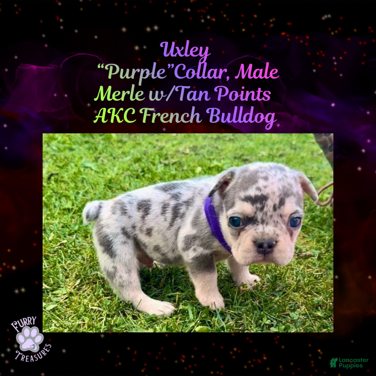 French Bulldog dogs Uxley “Purple”Collar, Male - Ad 32