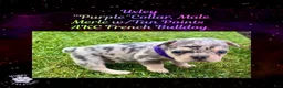 French Bulldog dogs for sale: Uxley “Purple”Collar, Male - Ad 1