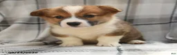 Welsh Corgi Pembroke dogs for sale: Berry - Ad 6