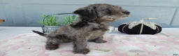 Toy Poodle dogs for sale: Toy Poodle 2 Bella - Ad 5