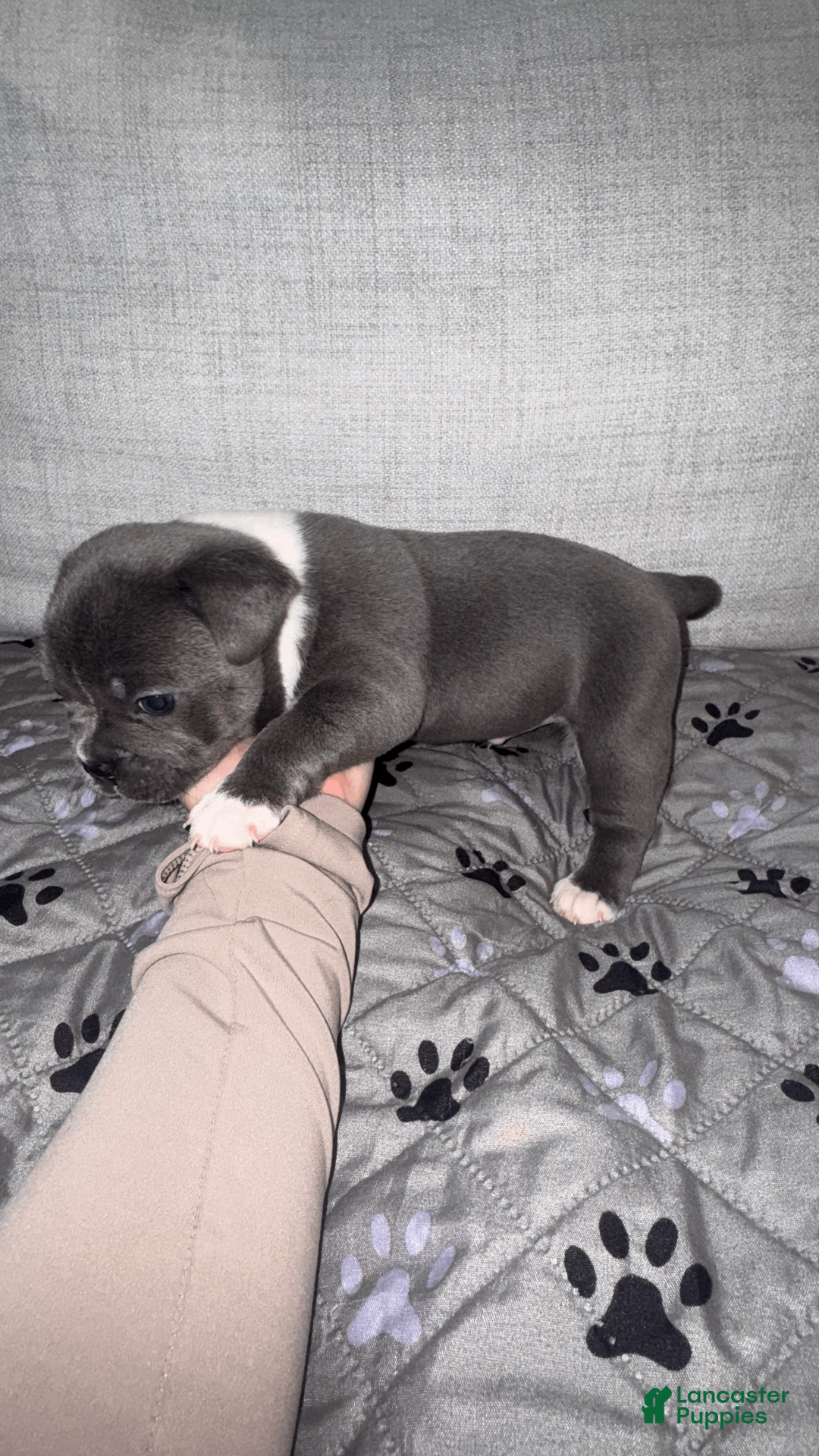 Mixed Breed dogs for sale: Blue Micro Bully Male - Ad 2