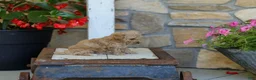 Miniature Poodle dogs for sale: AKC Shelly - Ad 5